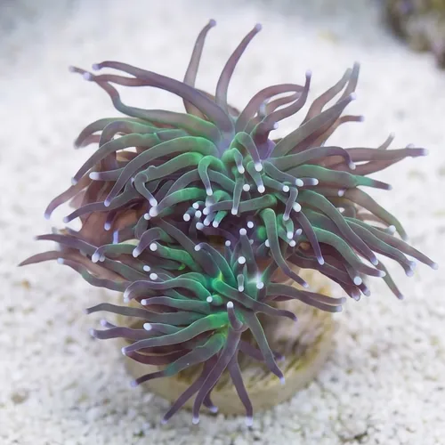Torch Coral: Green w/ Purple Tips - Aquacultured