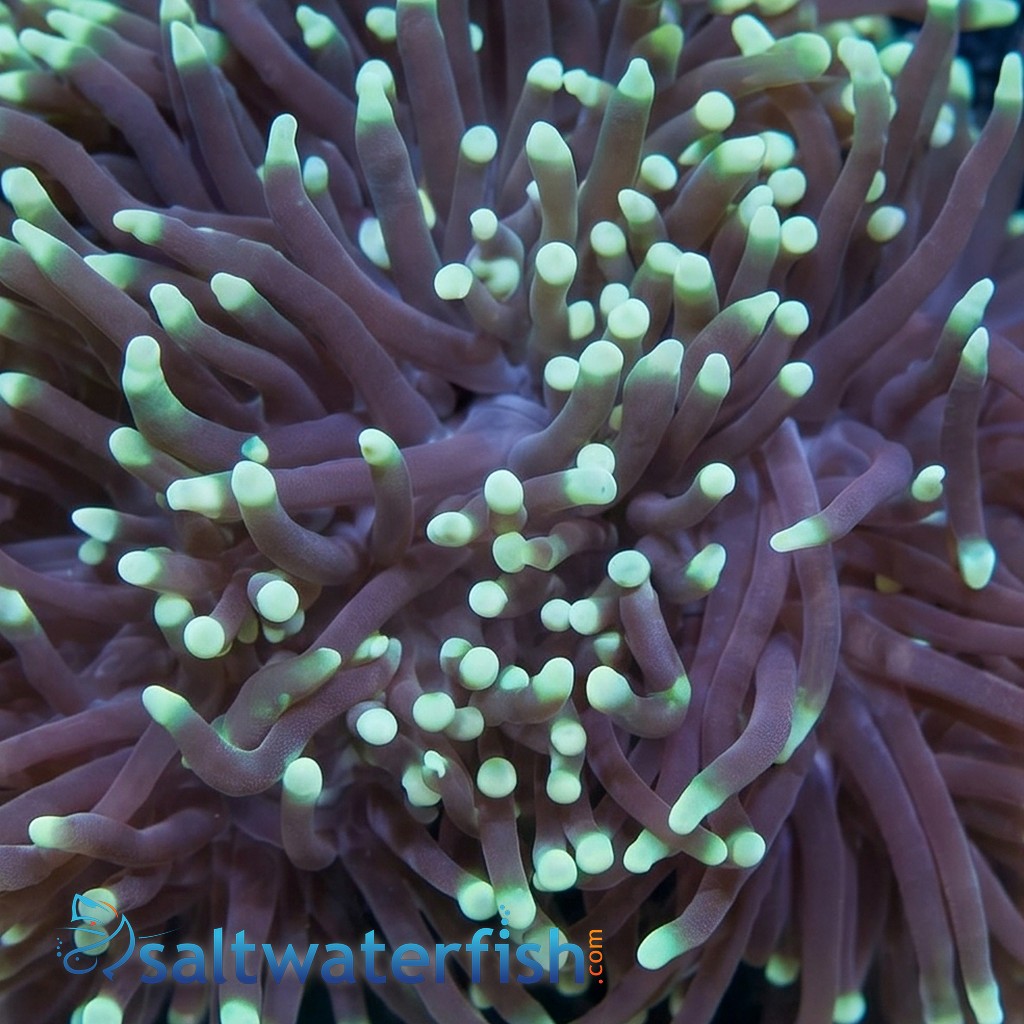 Torch Coral: Black w/ Green Tips - Aquacultured