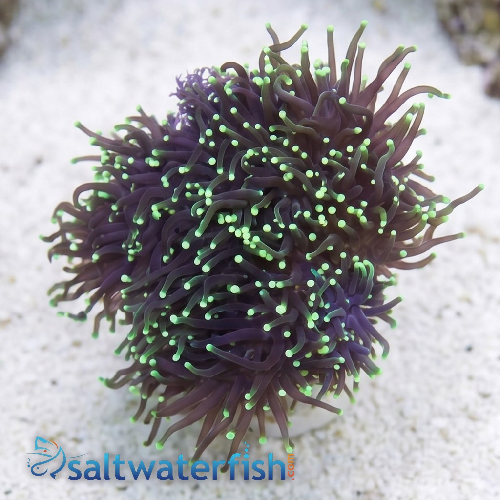 Torch Coral: Black w/ Green Tips - Aquacultured