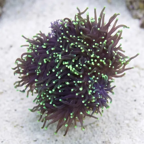 Torch Coral: Black w/ Green Tips - Aquacultured