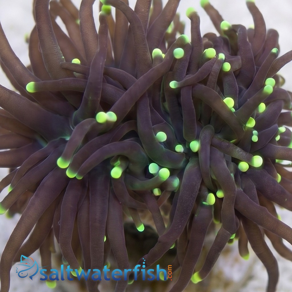 Torch Coral: Black w/ Green Tips - Aquacultured