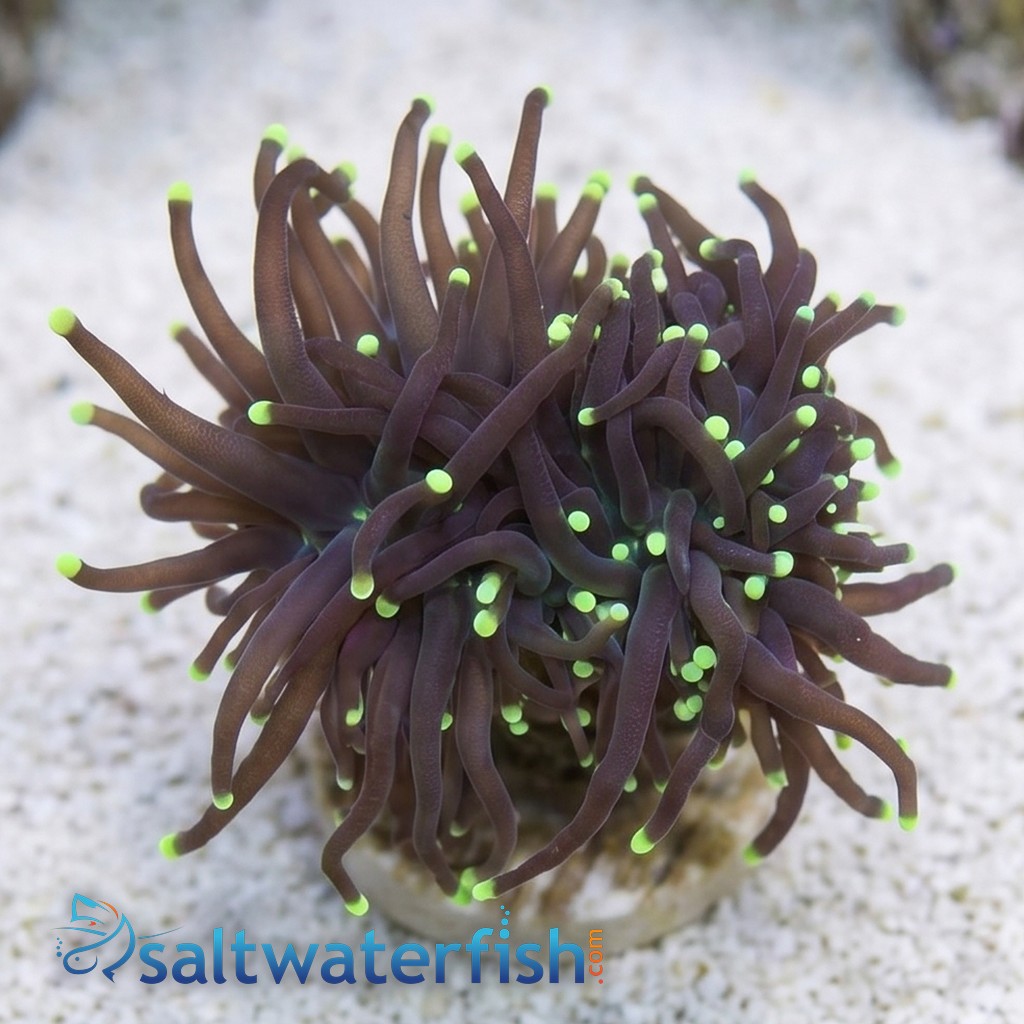 Torch Coral: Black w/ Green Tips - Aquacultured