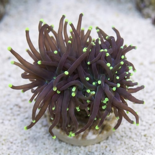 Torch Coral: Black w/ Green Tips - Aquacultured
