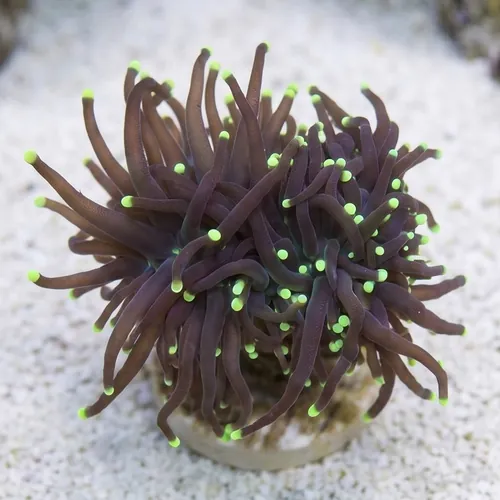 Torch Coral: Black w/ Green Tips - Aquacultured