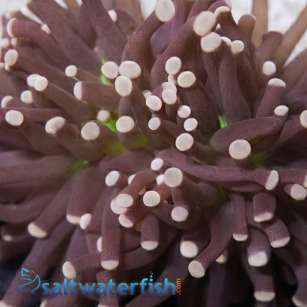Torch Coral: Green Center w/ Pink Tips - Australia