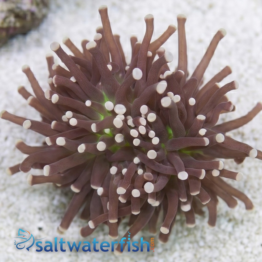 Torch Coral: Green Center w/ Pink Tips - Australia