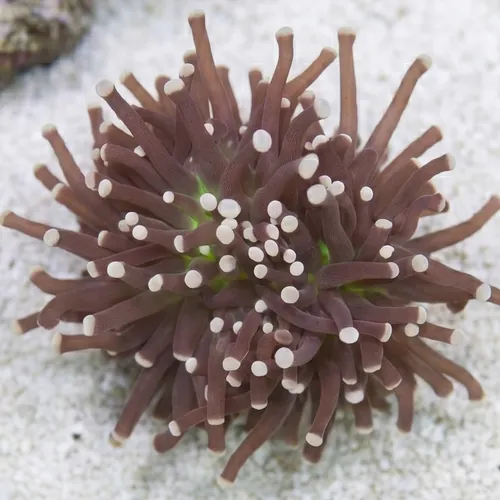 Torch Coral: Green Center w/ Pink Tips - Australia