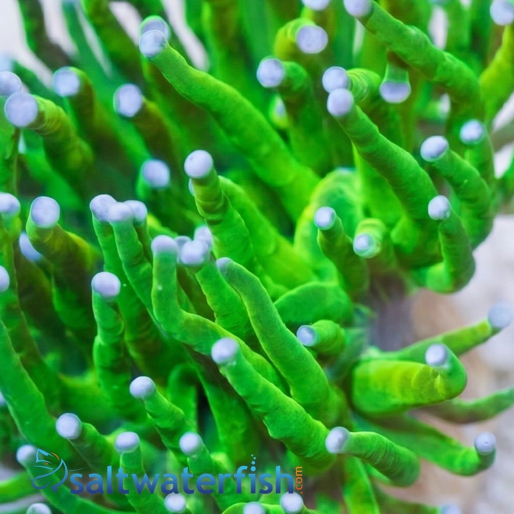 Torch Coral: Cotton Candy Holy Grail - Aquacultured