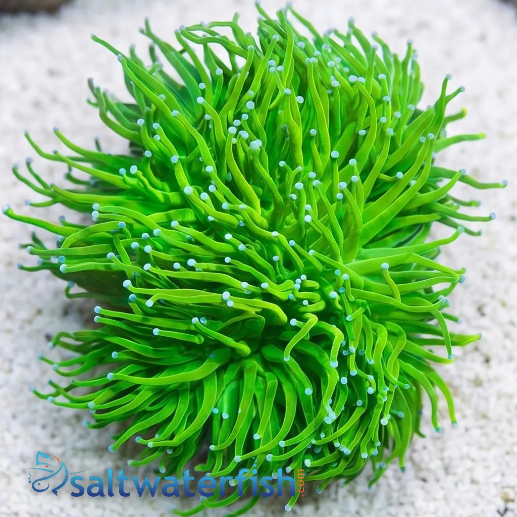 Torch Coral: Cotton Candy Holy Grail - Aquacultured - Lps - Coral