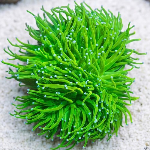 Torch Coral: Cotton Candy Holy Grail - Aquacultured