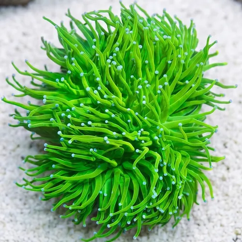 Torch Coral: Cotton Candy Holy Grail - Aquacultured