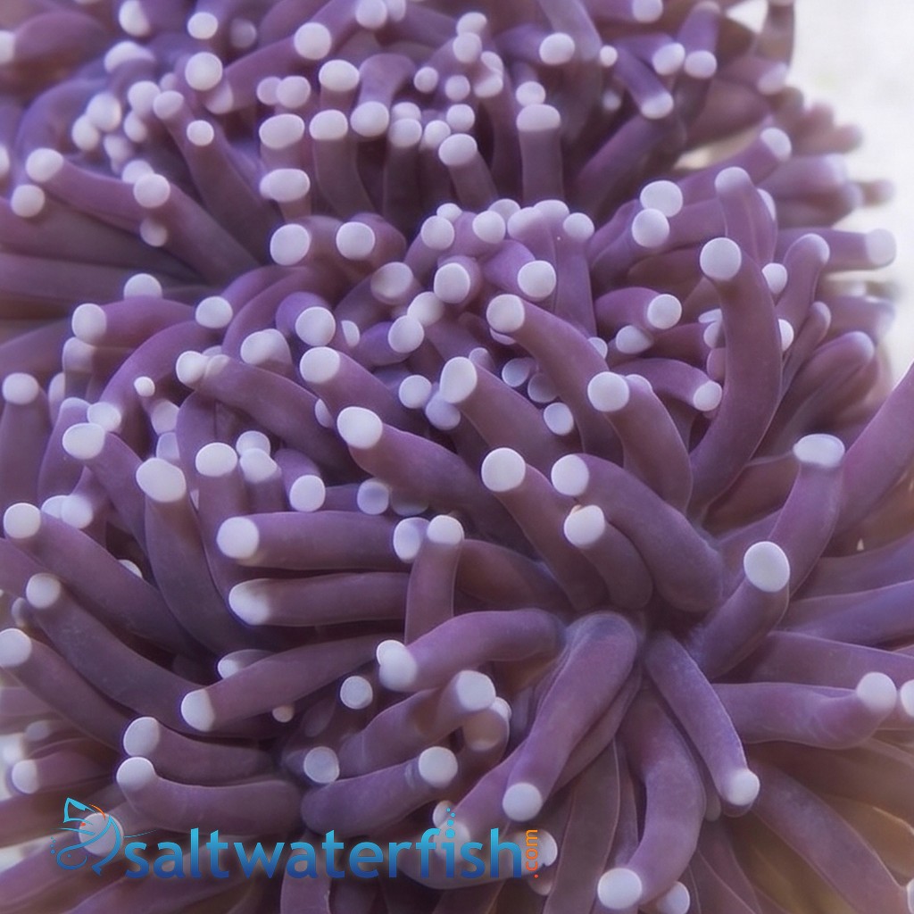 Torch Coral: Black w/ Purple Tips - Aquacultured