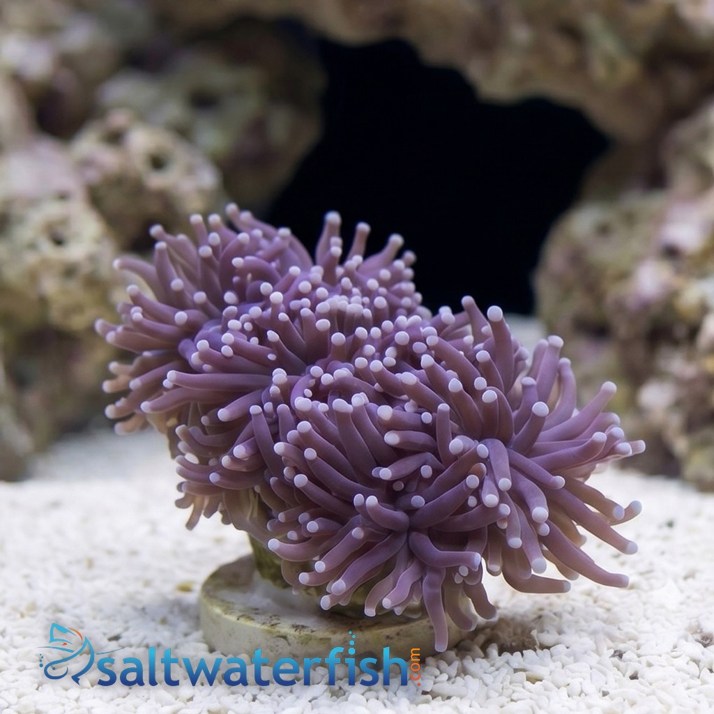 Torch Coral: Black w/ Purple Tips - Aquacultured