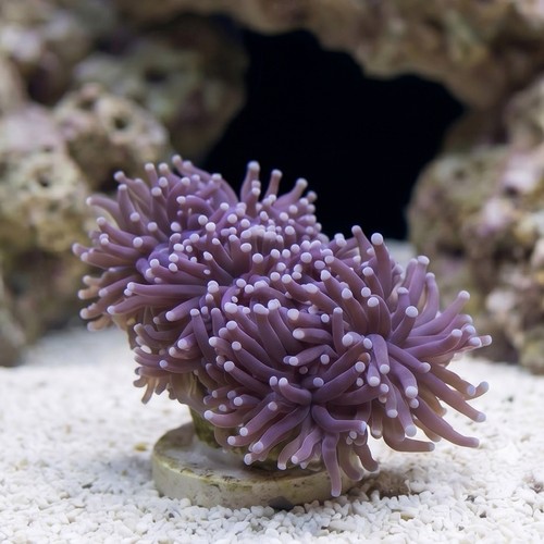 Torch Coral: Black w/ Purple Tips - Aquacultured