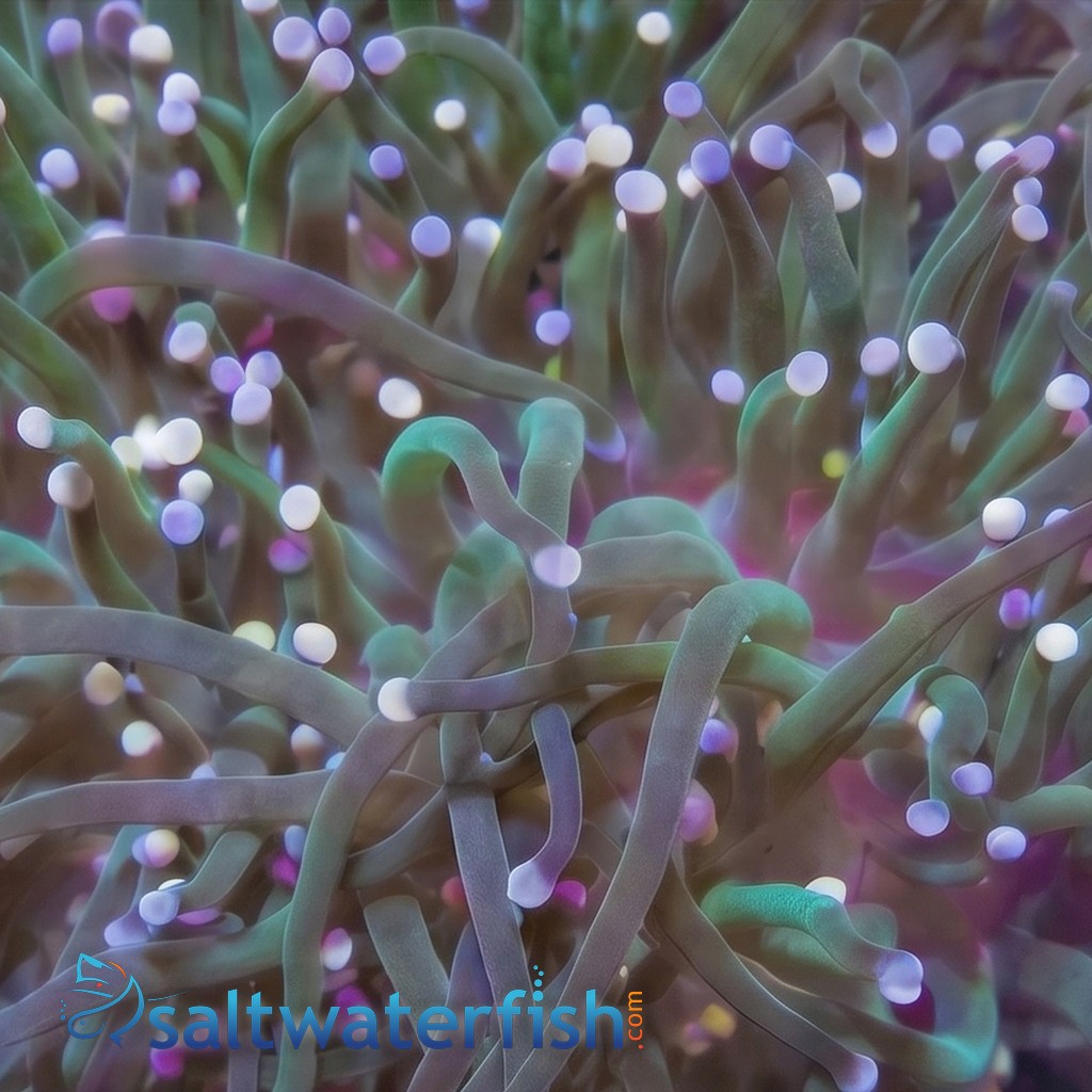 Torch Coral: Green w/ Pink & Purple Tips - Aquacultured