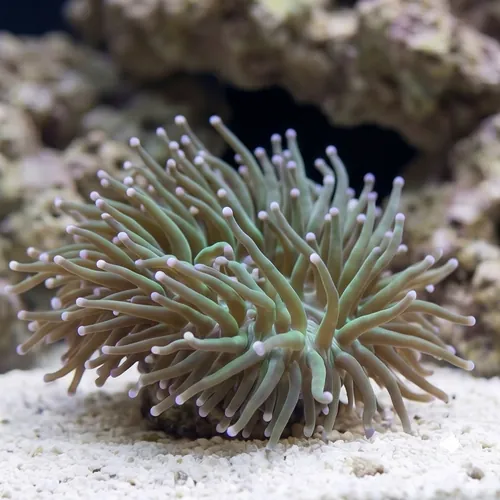Torch Coral: Green w/ Pink & Purple Tips - Aquacultured