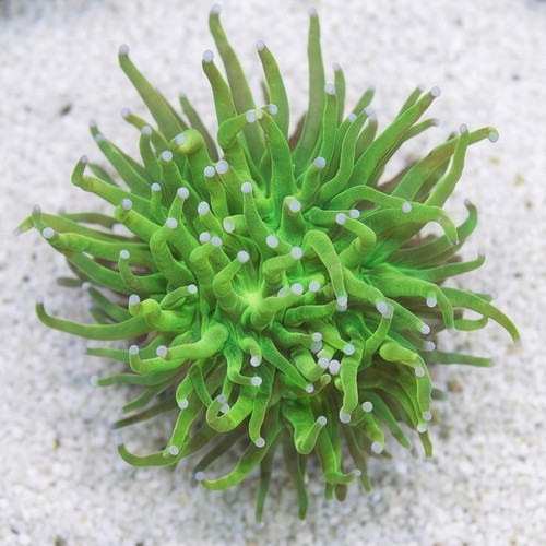 Torch Coral: Holy Grail - Eastern Asia