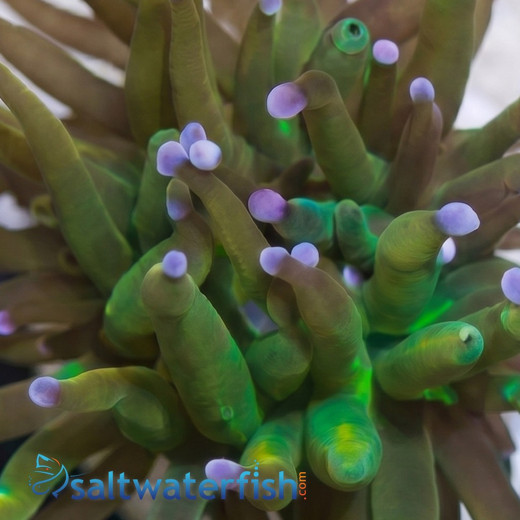 Torch Coral: Holy Grail - Aquaucltured