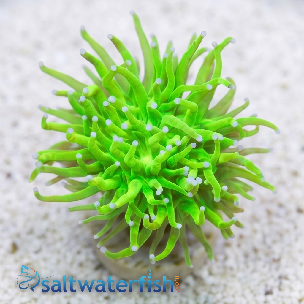 Torch Coral: Holy Grail - Aquaucltured