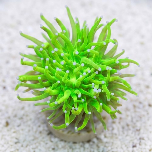 Torch Coral: Holy Grail - Aquaucltured