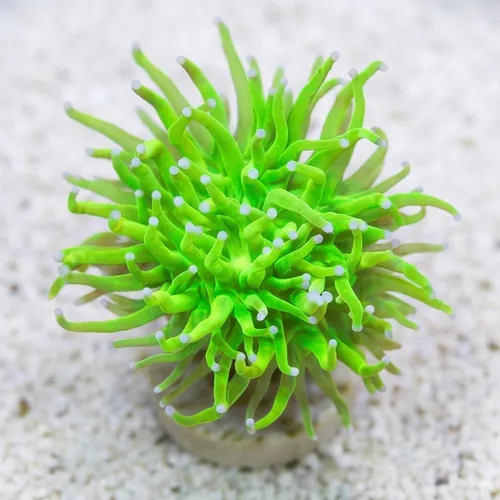 Torch Coral: Holy Grail - Aquaucltured