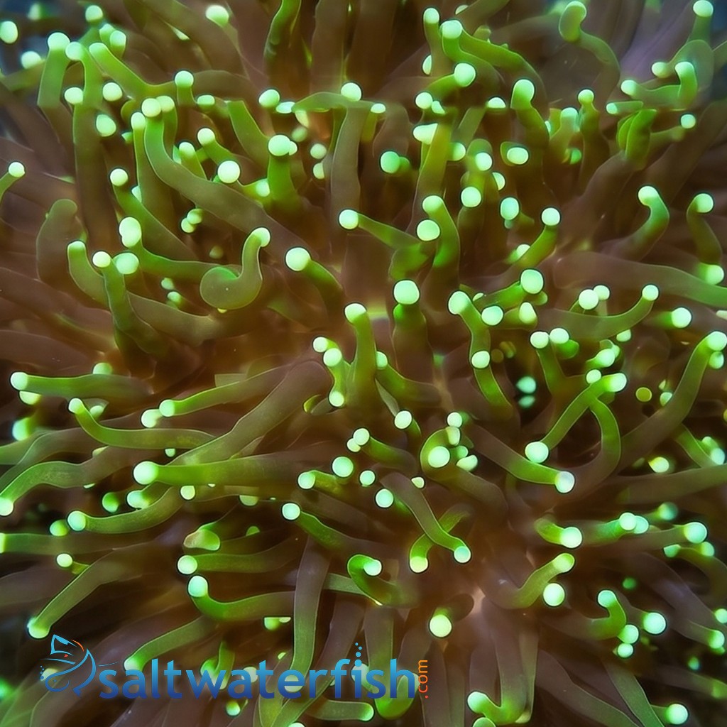 Torch Coral: Dark Green Gradient - Aquacultured