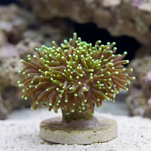 Torch Coral: Dark Green Gradient - Aquacultured