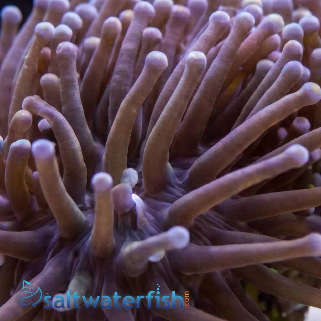 Torch Coral: Purple Tip - Aquacultured
