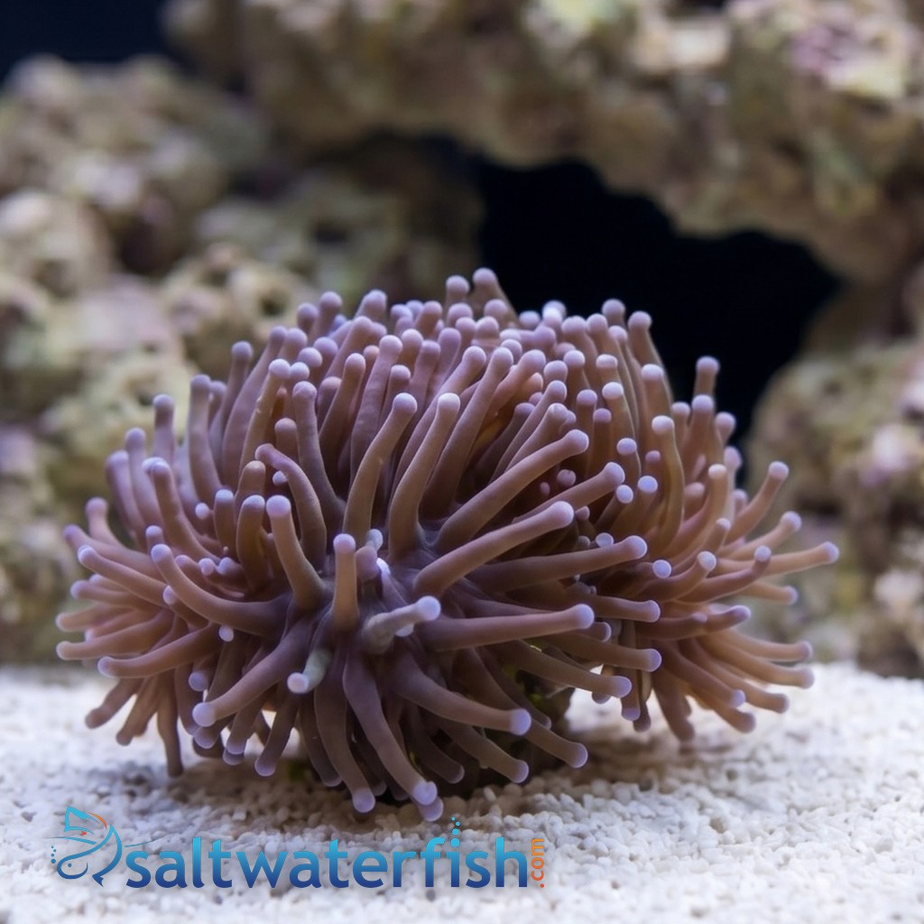 Torch Coral: Purple Tip - Aquacultured