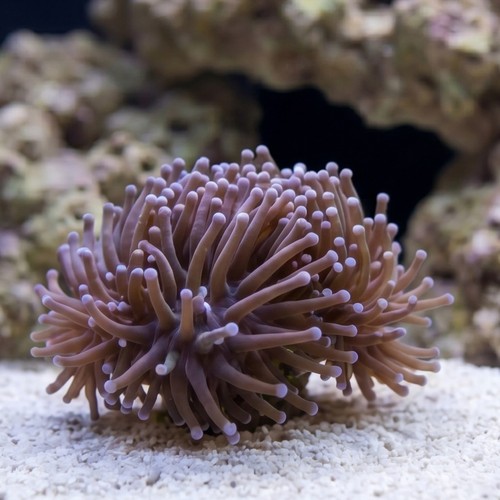 Torch Coral: Purple Tip - Aquacultured