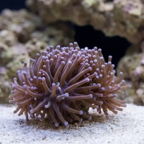 Torch Coral: Purple Tip - Aquacultured
