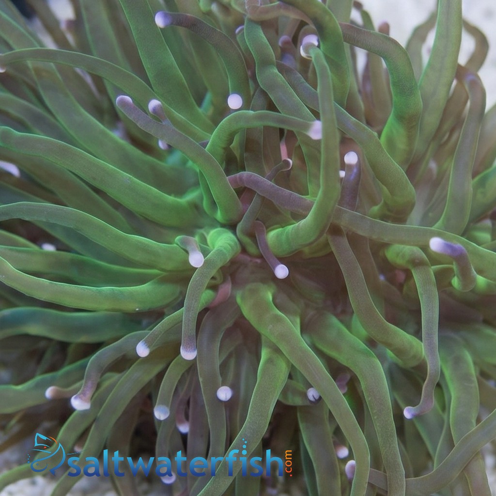 Torch Coral: Green w/ Pink Tips - Aquacultured