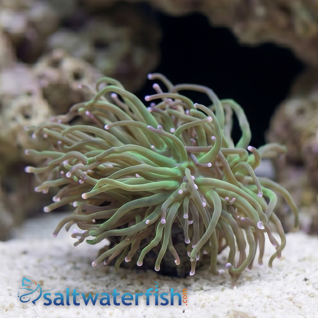 Torch Coral: Green w/ Pink Tips - Aquacultured