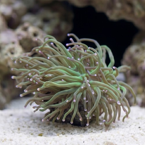 Torch Coral: Green w/ Pink Tips - Aquacultured