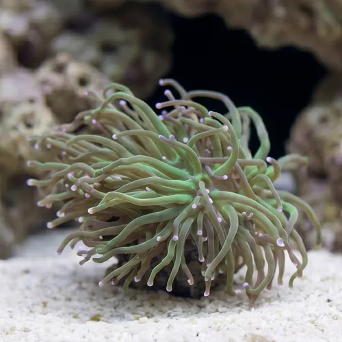 Torch Coral: Green w/ Pink Tips - Aquacultured
