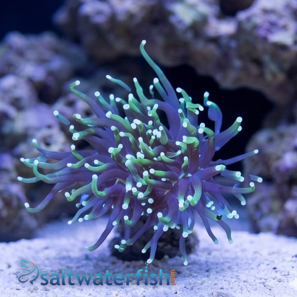 Torch Coral: Dark Green Gradient - Aquacultured