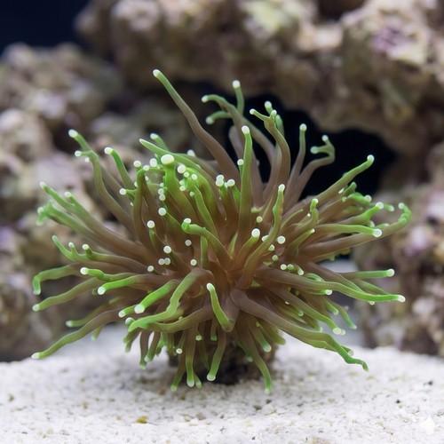 Torch Coral: Dark Green Gradient - Aquacultured