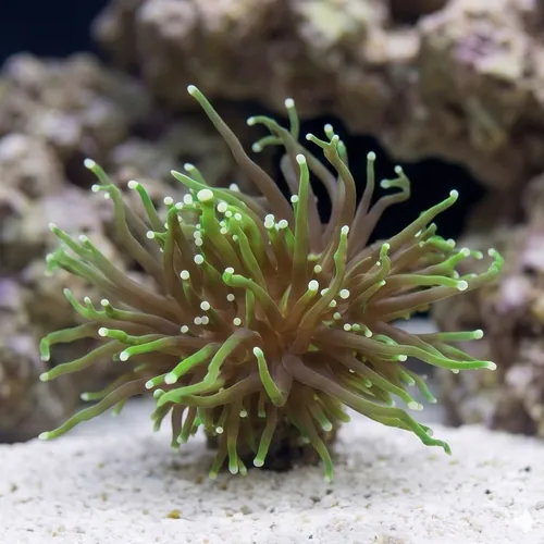 Torch Coral: Dark Green Gradient - Aquacultured