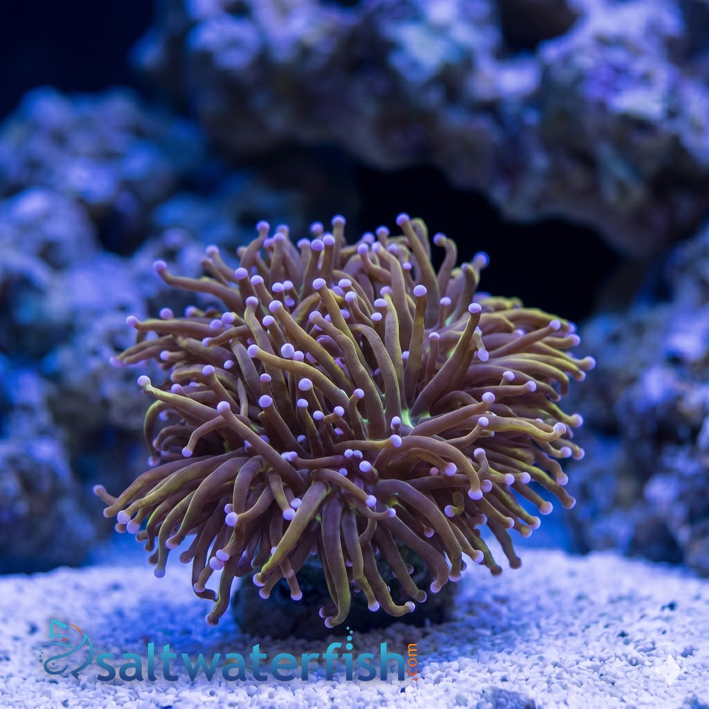 Torch Coral: Dragon Tamer - Aquacultured