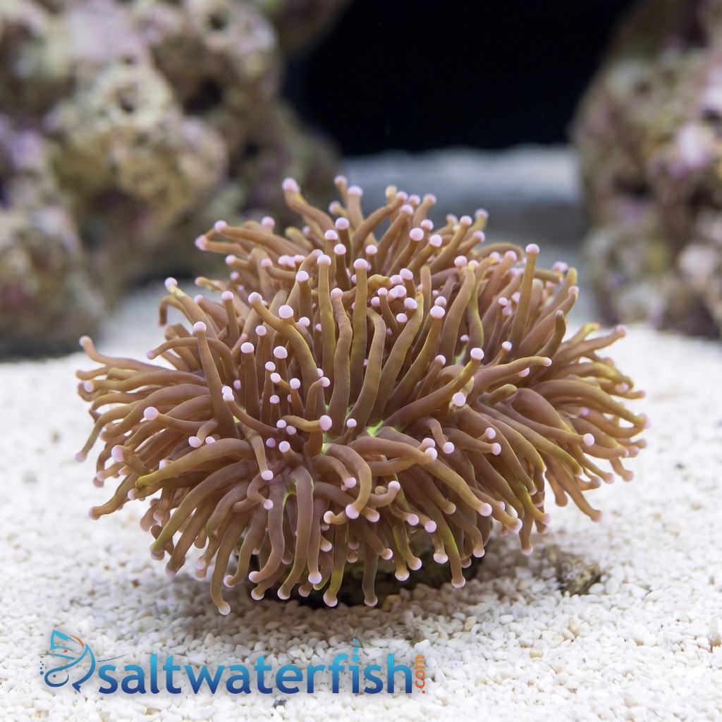 Torch Coral: Dragon Tamer - Aquacultured