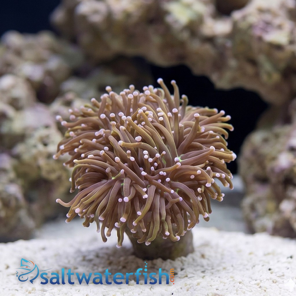 Torch Coral: Dragon Tamer - Aquacultured