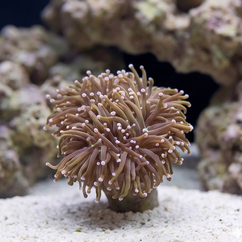 Torch Coral: Dragon Tamer - Aquaucltured