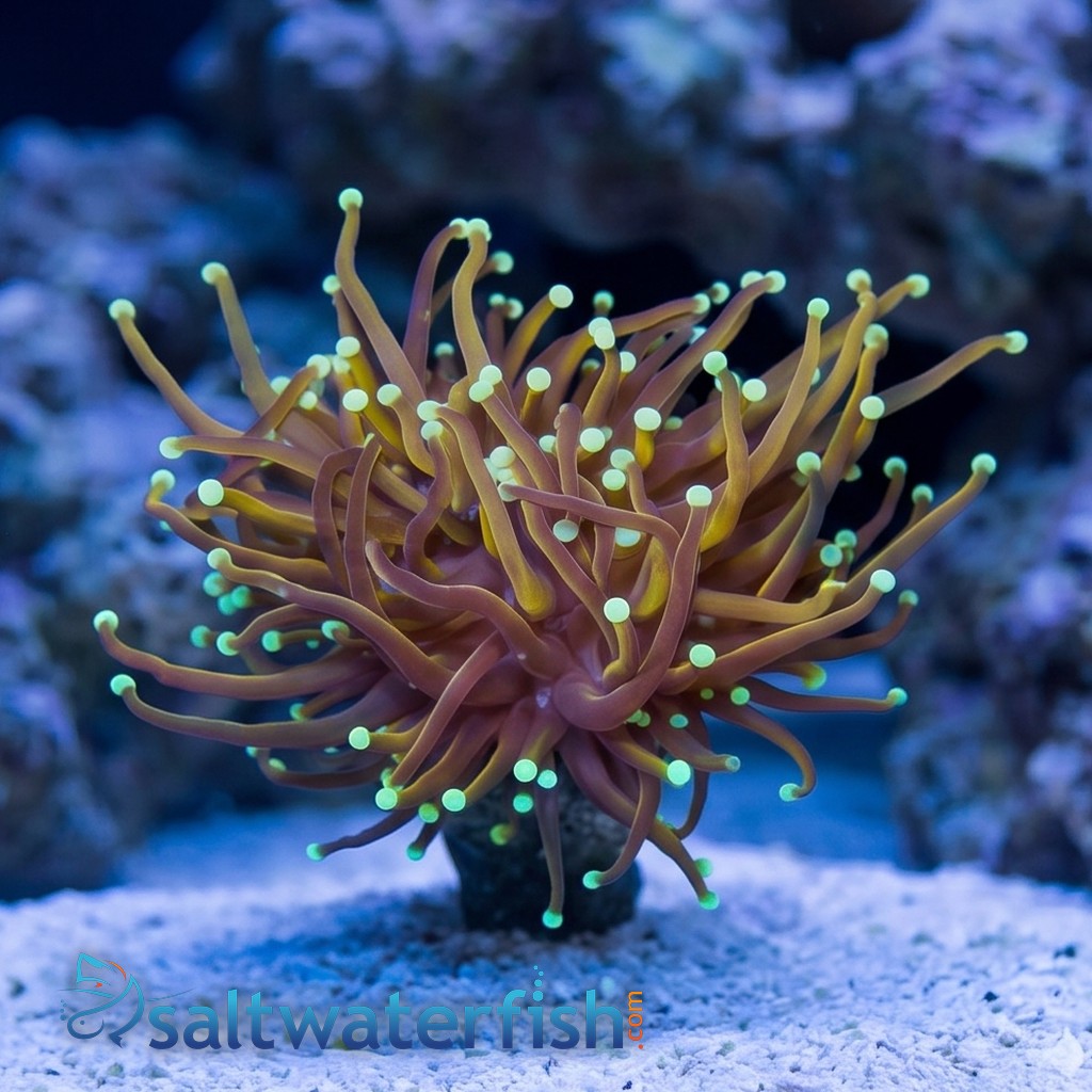 Torch Coral: Gold w/ Green Tips - Aquacultured