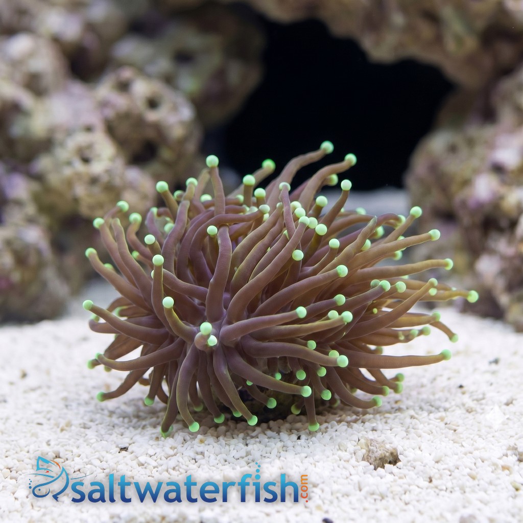 Torch Coral: Gold w/ Green Tips - Aquacultured