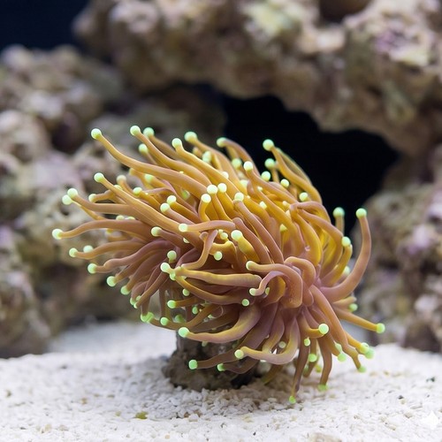 Torch Coral: Gold w/ Green Tips - Aquacultured
