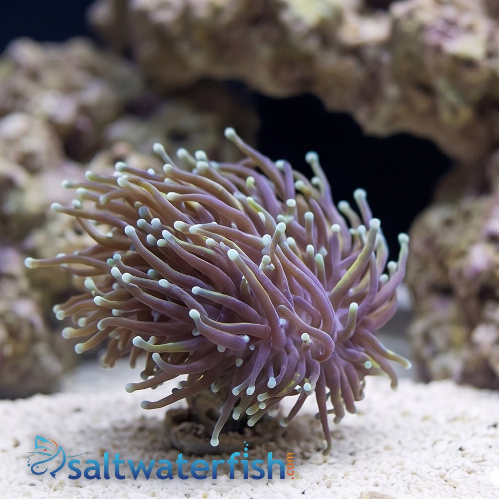 Torch Coral: Gold w/ Teal Tips - Aquacultured