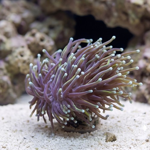 Torch Coral: Gold w/ Teal Tips - Aquacultured