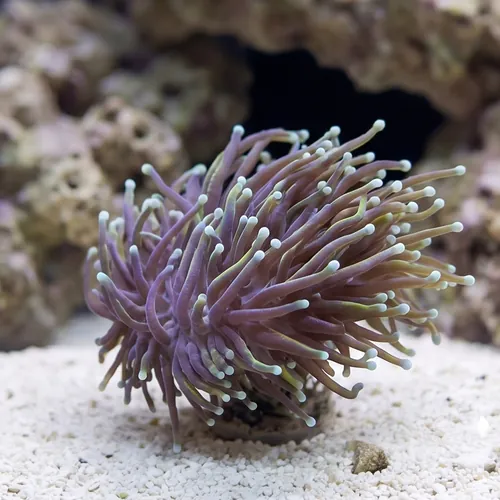 Torch Coral: Gold w/ Teal Tips - Aquacultured