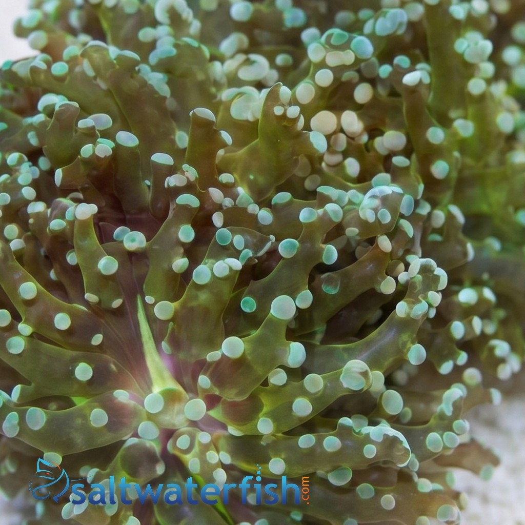 Frogspawn Coral: Green Branch 