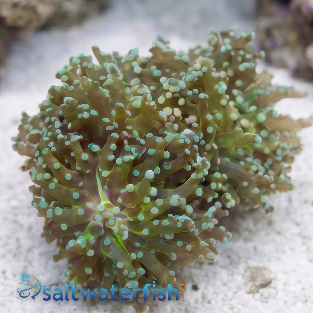 Frogspawn Coral: Green Branch 